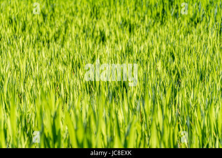 Telaio pieno di sole traslucido illuminato verde erba closeup Foto Stock