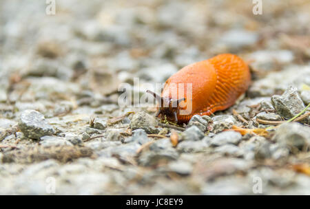 Bassa angolazione di un Rosso slug in atmosfera pietroso Foto Stock