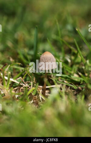 Tiny Inkcap, circa 2 cm in altezza. Ho trovato questo nel Yorkshire Dales, North Yorkshire, Regno Unito. Foto Stock