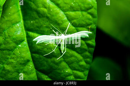 Mazovia, Polonia. 14 Giugno, 2017. Polonia, Mazovia, 14 Giugno 2017: Gli Insetti e fiori selvatici a nuvoloso meteo. Credito: Madeleine Ratz/Alamy Live News Foto Stock