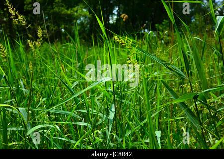 Mazovia, Polonia. 14 Giugno, 2017. Polonia, Mazovia, 14 Giugno 2017: Gli Insetti e fiori selvatici a nuvoloso meteo. Credito: Madeleine Ratz/Alamy Live News Foto Stock