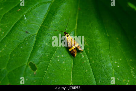 Mazovia, Polonia. 14 Giugno, 2017. Polonia, Mazovia, 14 Giugno 2017: Gli Insetti e fiori selvatici a nuvoloso meteo. Credito: Madeleine Ratz/Alamy Live News Foto Stock