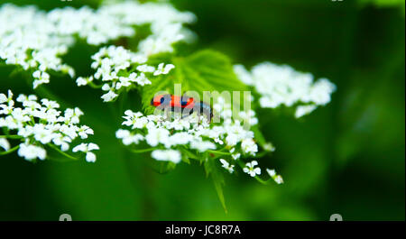 Mazovia, Polonia. 14 Giugno, 2017. Polonia, Mazovia, 14 Giugno 2017: Gli Insetti e fiori selvatici a nuvoloso meteo. Credito: Madeleine Ratz/Alamy Live News Foto Stock