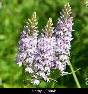 Reigate, Regno Unito. 14 Giugno, 2017. Regno Unito Meteo: orchidee selvatiche fiore in Reigate Surrey UK. Tre Comuni Spotted Orchidee Dactylorhiza fuchsii fiorisce in estate il calore in un prato sulle pendici del North Downs a Colley Hill, Reigate. Mercoledì 14 Giugno 2017 Photo credit: Lindsay Constable/Alamy Live News Foto Stock