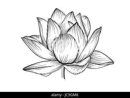 Lotus acqua giglio vettore splendidi fiori in linea, in bianco e nero tattoo art illustrazione. Disegnata a mano lineare fine fioritura di piante, floreali, botanica moderna Illustrazione Vettoriale