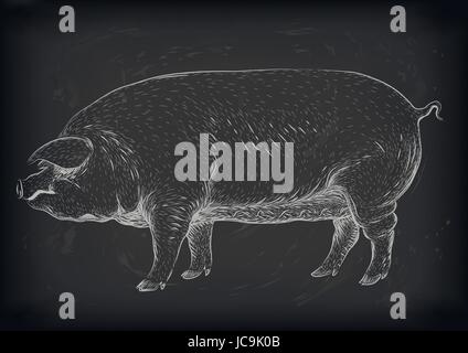 Maiale, suina, hog sow maialino Piggy piggie pigling brawn cinghiale cresciuto grande eco animale da azienda muso. Vettore bella piazza closeup profilo vista laterale ch bianco Illustrazione Vettoriale