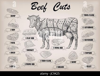 Beef cow bull carcassa intera tagli tagliare parti schema infographics segno cartello poster macellai guida: collo, chunk, punta di petto il filetto scamone. Vector molto bello Illustrazione Vettoriale