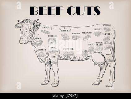 Beef cow bull carcassa intera tagli tagliare parti schema infographics segno cartello poster macellai guida: collo, chunk, punta di petto il filetto scamone. Vector molto bello Illustrazione Vettoriale