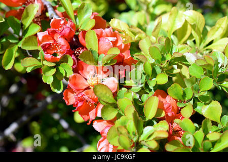 Chaenomeles japonica, noto anche come Maule di mela cotogna Foto Stock