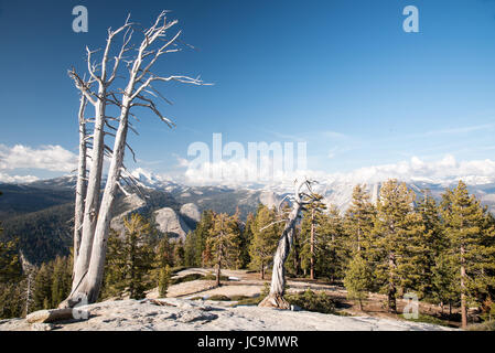 Due alberi morti su Sentinel Dome, guardando verso le montagne a est Foto Stock