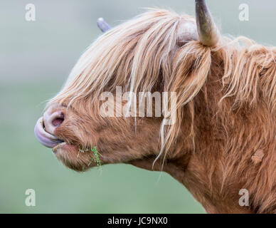 Highland mucca Closeup Foto Stock