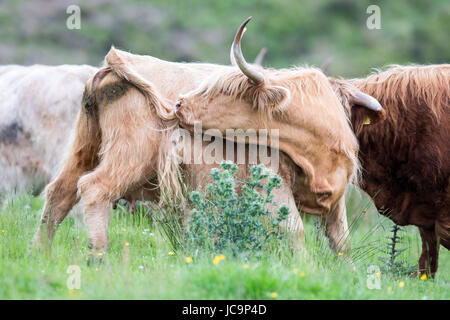 Highland Cattle Foto Stock