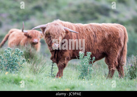 Bovini Highland Bull Foto Stock