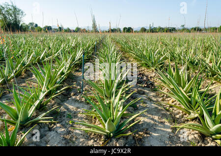 Vista panoramica del raccolto di aloe vera piante rientranti nella distanza, Thailandia. Foto Stock