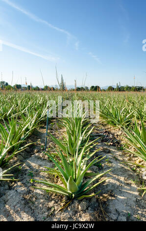 Vista panoramica del raccolto di aloe vera piante rientranti nella distanza, Thailandia. Foto Stock