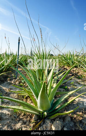 Vista panoramica del raccolto di aloe vera piante rientranti nella distanza, Thailandia. Foto Stock