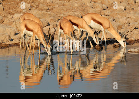 Springbok antilopi (Antidorcas marsupialis) bere a Waterhole, il Parco Nazionale di Etosha, Namibia Foto Stock