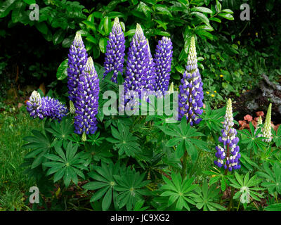 Di lupino in fiore in un giardino (Lupinus polyphyllus, Russell ibrido), in maggio, occidentale (Francia). Foto Stock