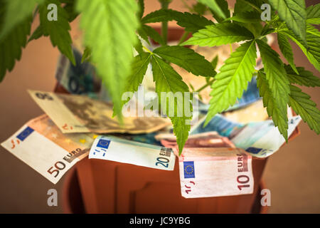 La marijuana la concezione di business. Pianta di cannabis in vaso con le banconote in euro. Foto Stock