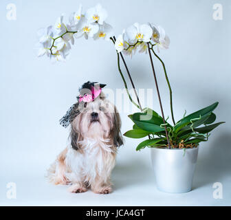 Shih tzu cane in rosa hat seduto sotto big white orchid fiore. Su sfondo bianco. Foto Stock