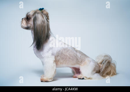 Shih tzu cane con capelli corti dopo la toelettatura vista di profilo. Su di un bianco luminoso e sfondo blu. Foto Stock