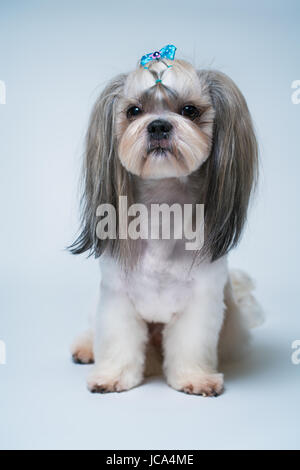 Shih tzu cane con capelli corti dopo la toelettatura vista di profilo. Su di un bianco luminoso e sfondo blu. Foto Stock