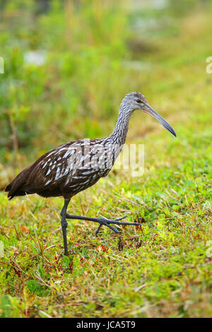 Limpkin (Aramus guarauna) in Everglades National Park, Florida Foto Stock