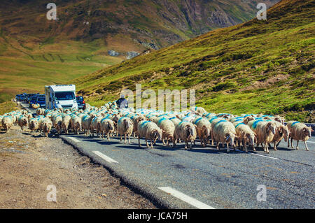 Inceppamento sulla Alpi road. Pecore camminando sulla strada per automobili. Foto Stock