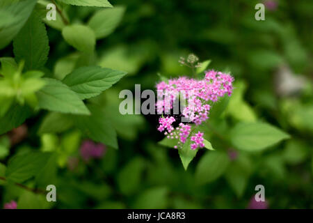 Fioriture di giugno Foto Stock