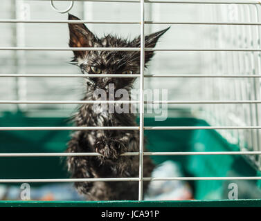 Senzatetto animali serie. Kitten guardando fuori da dietro le sbarre della sua gabbia. Foto Stock