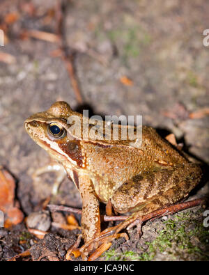 Grasfrosch Laubfrosch im Wald auf braunem Laub im Profil mit klarer Zeichnung im Freien Foto Stock