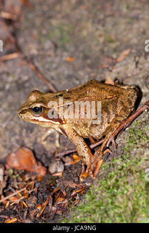 Grasfrosch Laubfrosch im Wald auf braunem Laub im Profil mit klarer Zeichnung im Freien Foto Stock