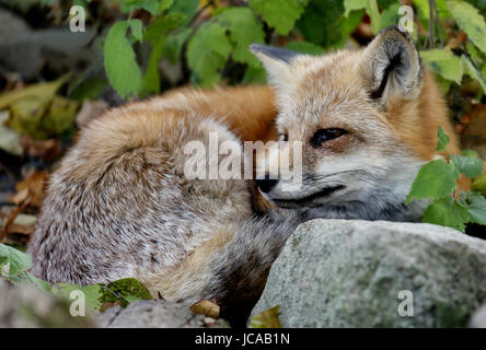 Uno fox posa rannicchiato da una roccia Foto Stock