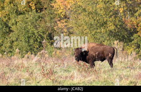 Il bisonte singolo in piedi in un campo erboso con alberi in background Foto Stock