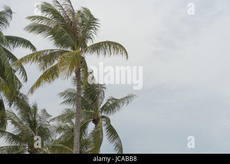 Albero di cocco beach strom monsone di Ventoso Foto Stock