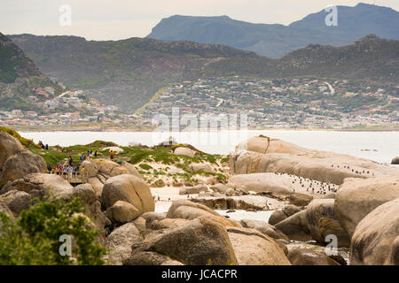 CAPE Town, Sud Africa - 1 settembre: persone non identificate la visualizzazione dei pinguini africani (Spheniscus demersus) il 1 settembre 2015 a Città del Capo, Sud Foto Stock