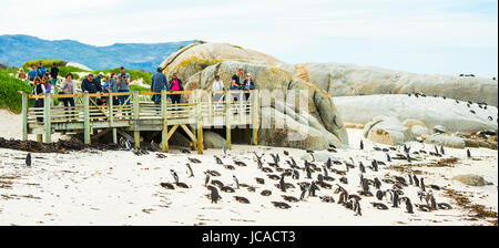 CAPE Town, Sud Africa - 1 settembre: Unidentified le persone che visualizzano i Penguins africani (Spheniscus demersus) il 1 settembre 2015 a Città del Capo, Sud Afri Foto Stock