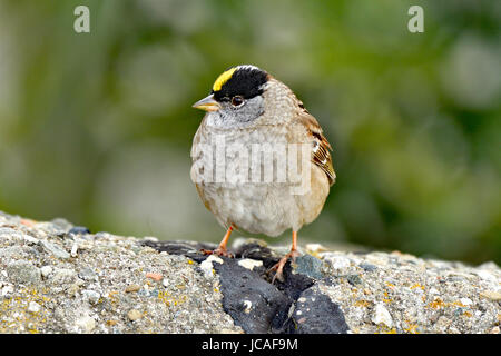 Uno Sparrow giallo incoronato si è gonfiato fino al doppio delle sue dimensioni Foto Stock
