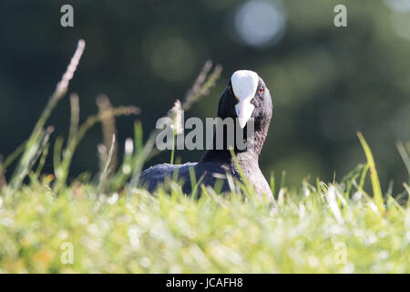 Coot si affaccia su una banca erbosa in Bushy Park, West London, Regno Unito Foto Stock