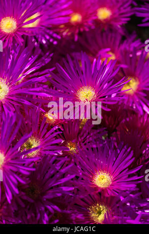 Rosa luminoso fiori di Delosperma cooperi in un giardino inglese Foto Stock