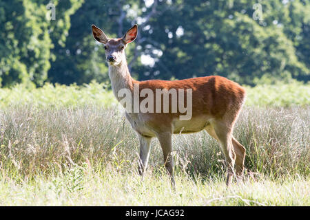 Cervi rossi avviso permanente in erba lunga, in Bushy Park, West London, Regno Unito Foto Stock