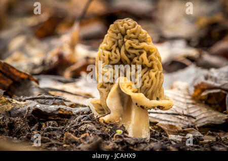 I funghi commestibili con un gusto eccellente, crescono in primavera, Ptychoverpa bohemica Foto Stock