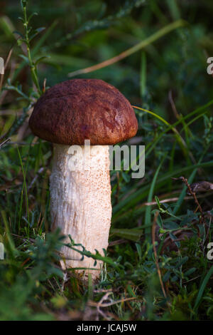 Leccinum vulpinum, i funghi commestibili con un gusto eccellente Foto Stock