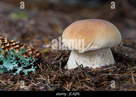 I funghi commestibili con un gusto eccellente, Boletus edulis Foto Stock