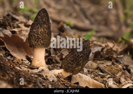 I funghi commestibili con un gusto eccellente, crescono in primavera, Morchella conica Foto Stock
