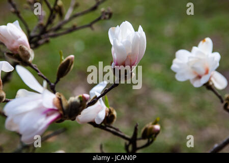 Fiori bianchi dell'albero di magnolia in primavera. Foto Stock