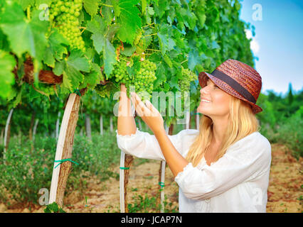 Donna spenna uve provenienti dalla vigna giovane agricoltore il giardinaggio a stagione di raccolto in Italia, in Toscana, in campagna in autunno Foto Stock