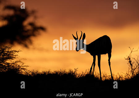 Springbok antilope (Antidorcas marsupialis) stagliano contro un cielo rosso, deserto Kalahari, Sud Africa Foto Stock