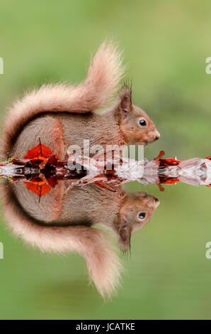 Scoiattolo rosso dal pool di riflessione Foto Stock