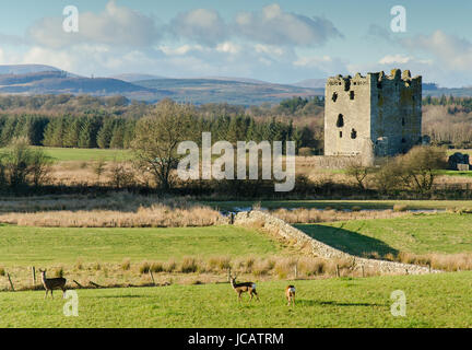 Castello threave sul fiume dee di Galloway con tre caprioli al pascolo Foto Stock